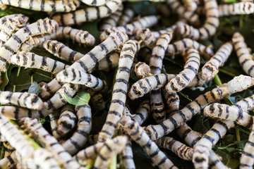 Close Up silkworms eating mulberry green leaf.