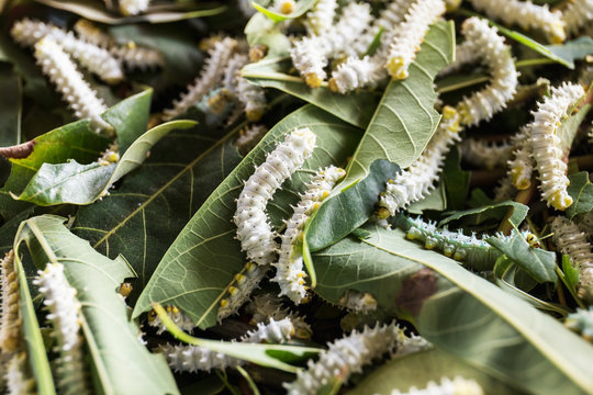 Close Up silkworms eating mulberry green leaf.