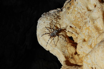 Ragno in grotta