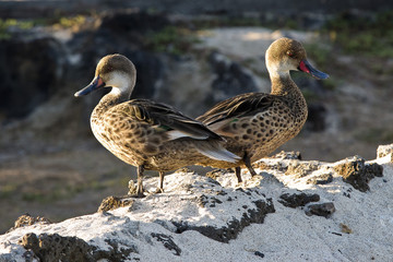 Uccelli alle Galàpagos isole dell'Ecuador