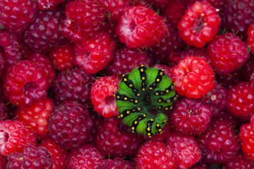 Green caterpillar on raspberry background