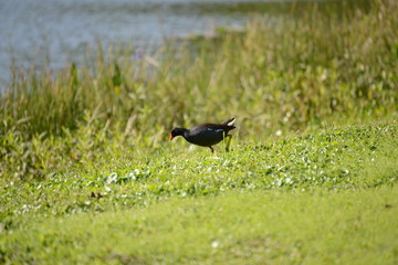 Common Gallinule