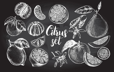 Fototapeta na wymiar nk hand drawn set of different kinds of citrus fruits. Food elements collection for design, Vector illustration.