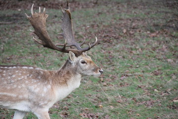 Naklejka na ściany i meble Deer in Richmond Park