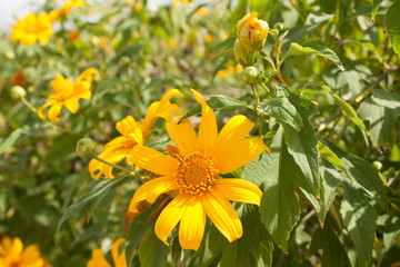 Marigold garden