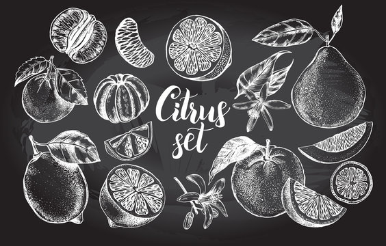 nk hand drawn set of different kinds of citrus fruits. Food elements collection for design, Vector illustration.