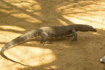 reptile-lizard on tha sand