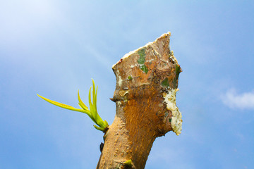 Sprout tree