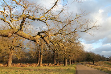 Deer in Richmond Park