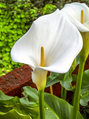 Flowerage of Madeira, flower of calla, Zantedeschia aethiopica,