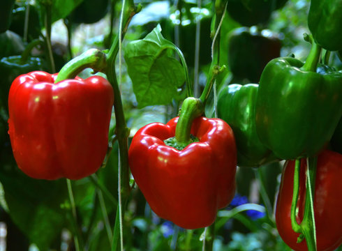 Sweet pepper