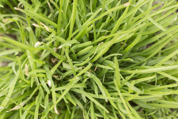 macro grass close up seen from above