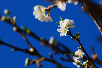 Chinese plum's flowers