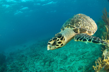 Fototapeta premium HawksBill Turtle In Florida Keys