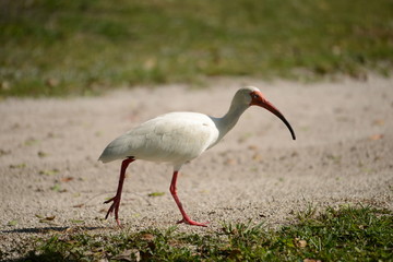 White Ibis