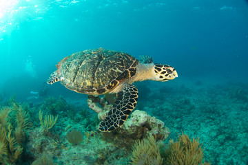 Fototapeta na wymiar HawksBill Turtle In Florida Keys