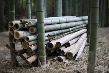 Naklejka premium Harvested cut bamboo trunks in a grove