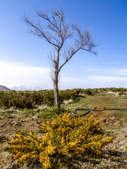 Levada, irrigation conduit, European gorse, Ulex europaeus, plan