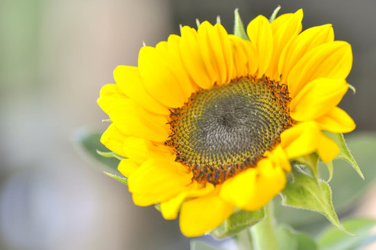 helianthus annuus,  sunflower