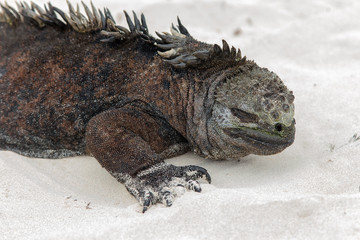 Iguana marino delle isole Galapagos