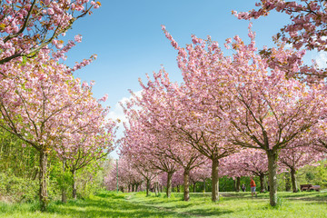 Naklejka premium Japanese cherry blossoms