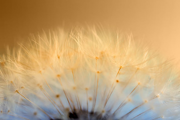 Beautiful dandelion toned in color gradient, closeup