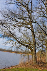 arbre bord etang ain