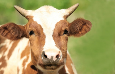 Cow on the farm behind fencing