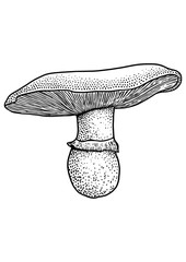 Champignon mushroom illustration, drawing, engraving, vector, line