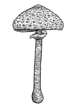 Parasol mushroom illustration, drawing, engraving, vector, line