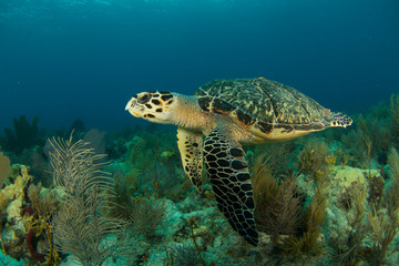 Obraz na płótnie Canvas HawksBill Turtle In Florida Keys