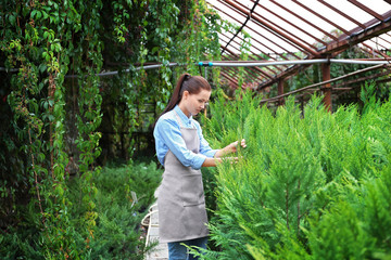 Pretty young gardener looking after juniper in greenhouse