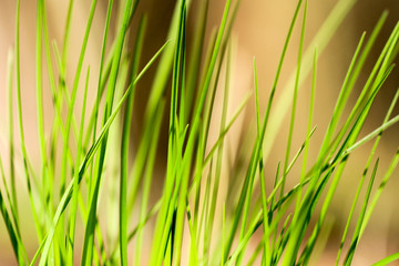 green grass