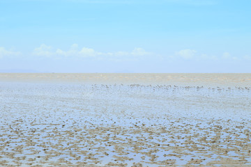 Storks living by the sea