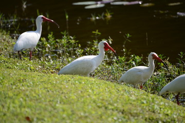 White Ibis