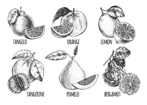 Ink hand drawn set of different kinds of citrus fruits - tangelo, orange, lemon, tangerine, pomelo, bergamot. Food elements collection for design, Vector illustration.