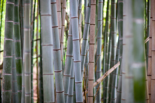 Bamboo stems in a shady grove on a background of bright green forest