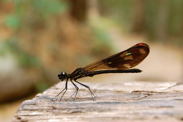 Dragonfly