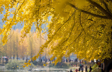 늘어진 은행나무