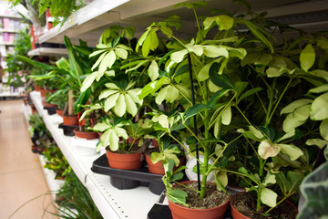 potted plants on the shelves of the flower shop