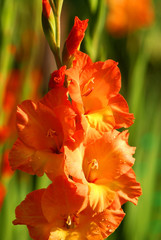 Orange color canna lily