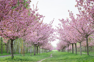 Japanese cherry blossoms