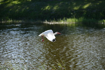 White Ibis