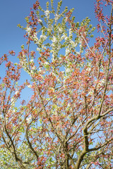 Japanese cherry blossoms