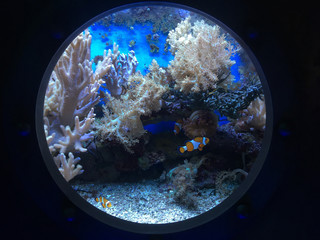 clownfish behind porthole