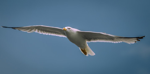 seagull