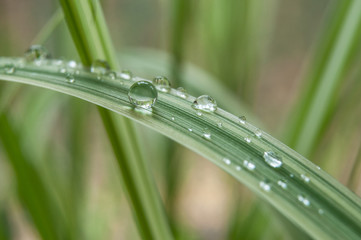 détail gouttes de pluie sur feuilles de bambous