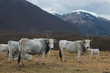Mucche al pascolo in montagna