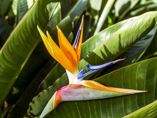 Bird-of-paradise flower, Strelitzia reginae, flowerage of Madeir