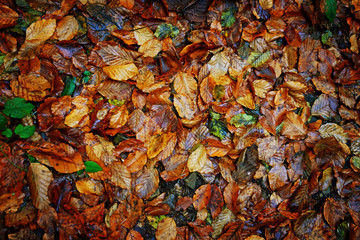 Fallen autumn leaves in forest